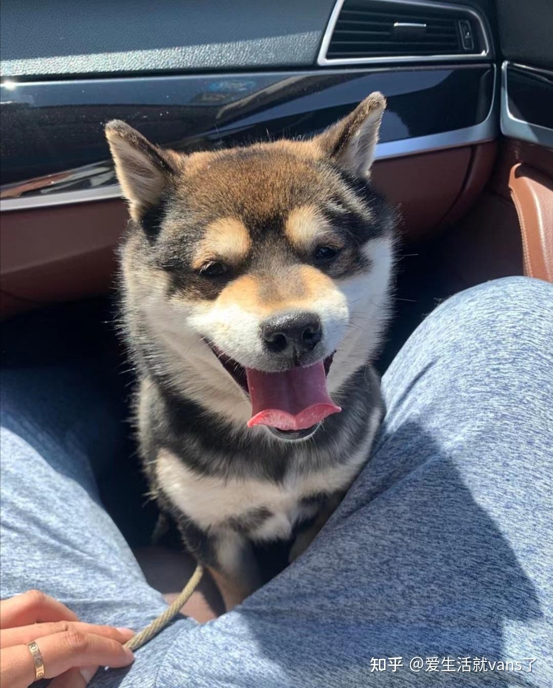 黑柴犬多少钱一只，黑色柴犬幼犬价格大盘点- 知乎