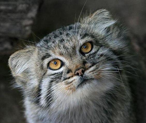 猫科的表情包鼻祖——兔狲 - 知乎