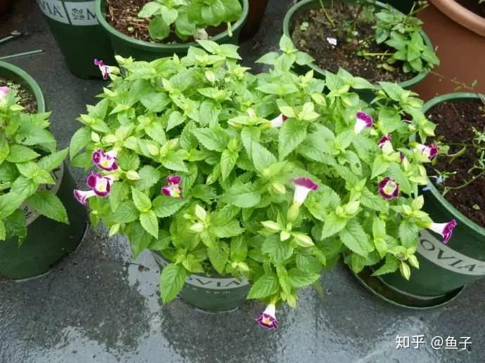 夏日花卉推荐:夏堇的鉴赏与栽培养护 - 知乎