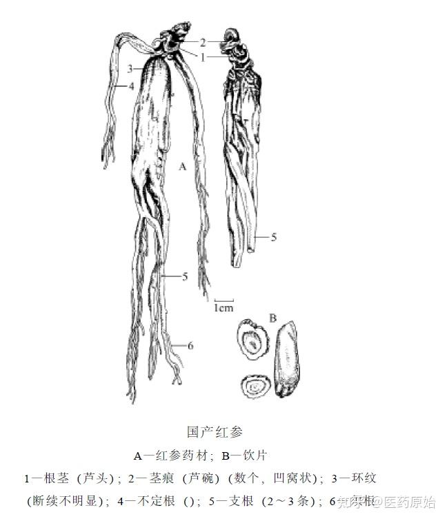 带你认识红参