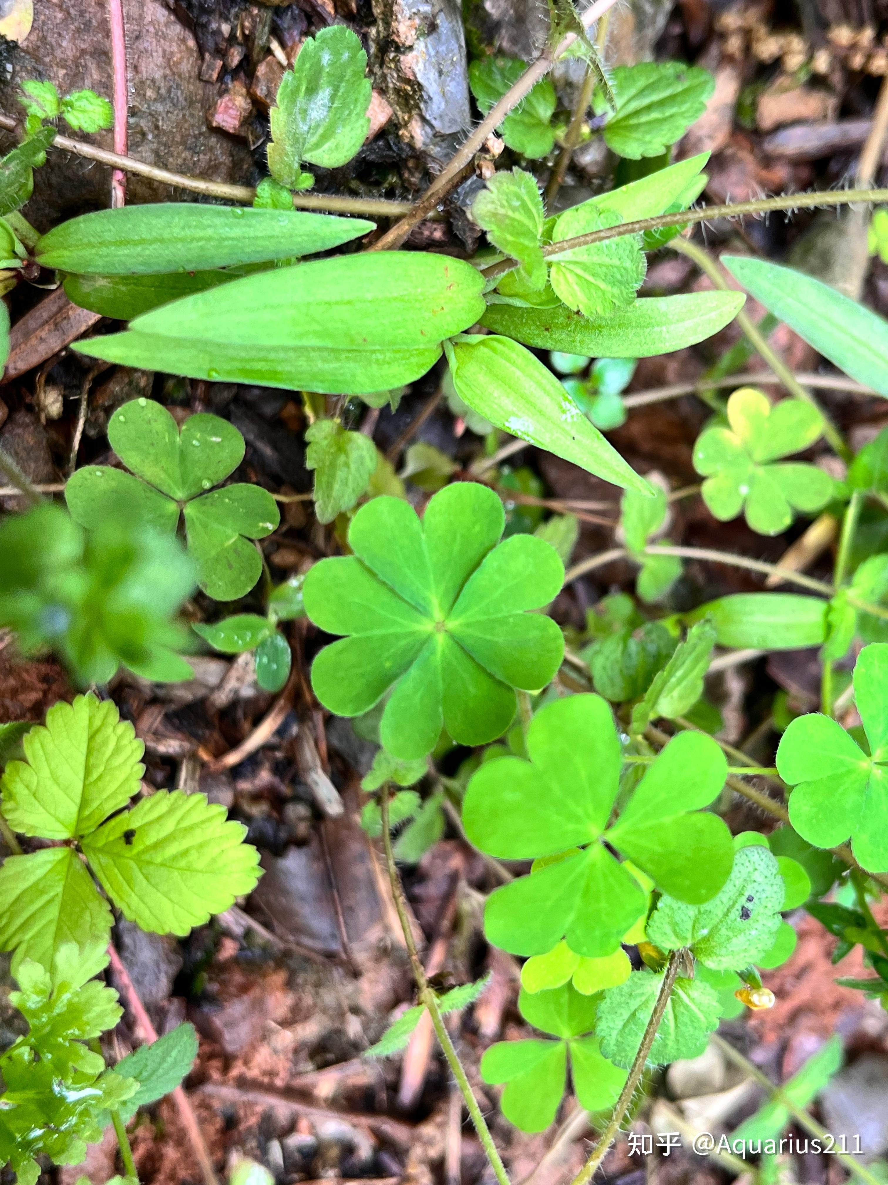 傳說8:人們總說,找到了四葉草就找到了幸福,那是因為三葉草的一葉草