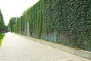 藤本植被的景观运用