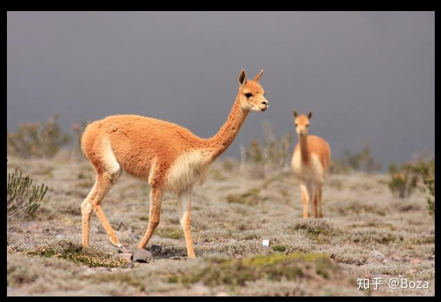 草泥马是alpaca还是llama两者的区别主要是什么