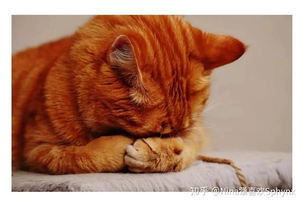 猫咪便血了 知乎
