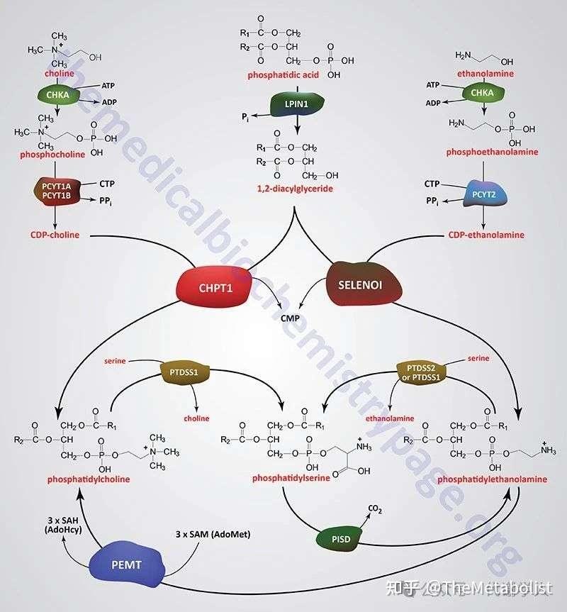 代谢学人——Cell Metabolism：胆碱转运供碳新，线粒体中贯通循 - 知乎