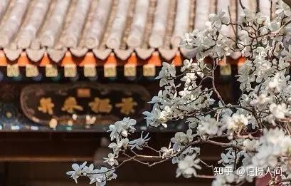 春季北京到哪儿可以观赏玉兰花?您就去这几个地方 - 知乎