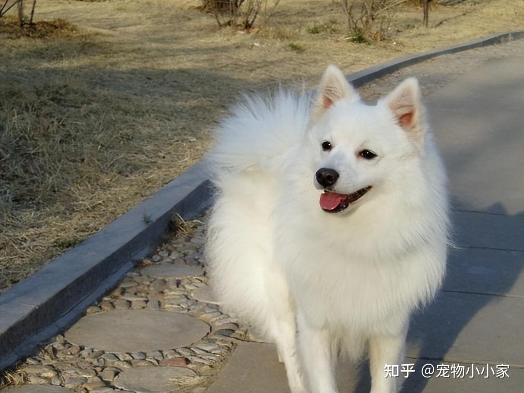 银狐犬起源于日本,是日本的珍贵动物