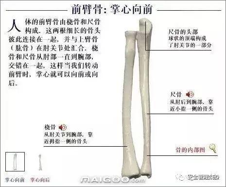 人体骨骼结构图 - 知乎