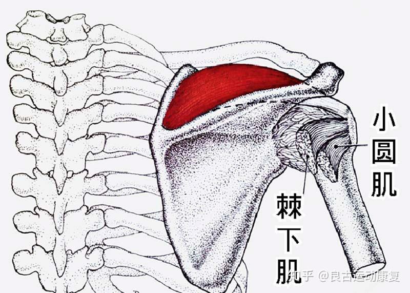 解剖及位置:如下图,冈上肌(musculi supraspinatus)起于冈上窝,向外行