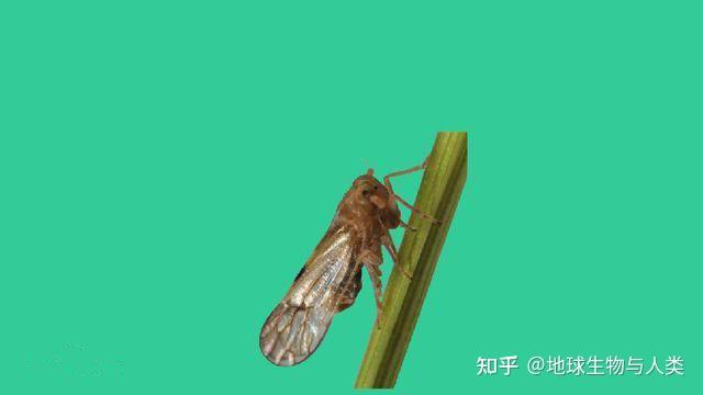 【动物界全系列】颈喙亚目—稻虱科〈飞虱科〉 - 知乎