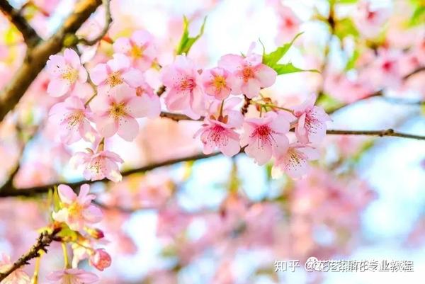 花材认识 桃杏 李樱 海棠 梨梅 你分清了吗 知乎