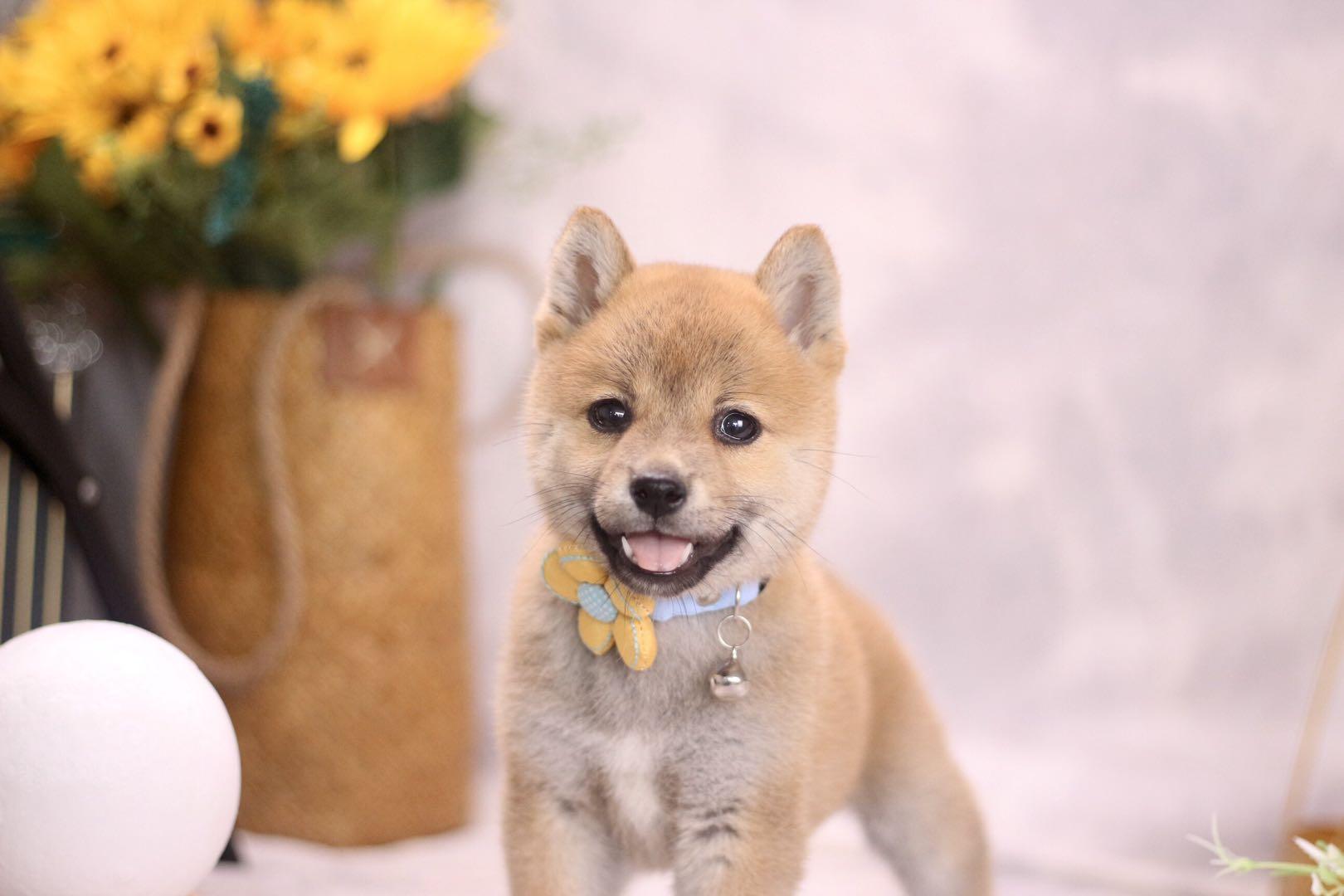 柴犬挑选 记住这十点 挑到好柴犬 二 知乎