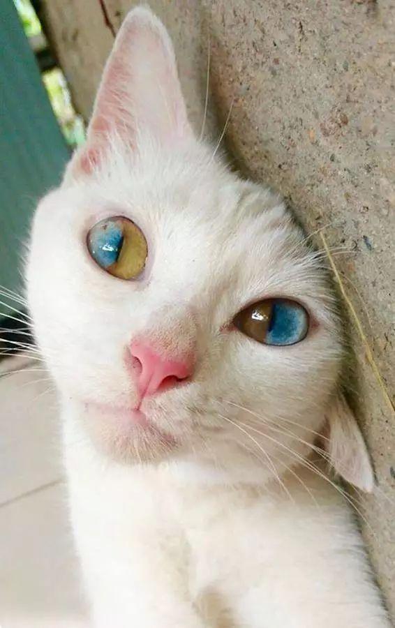 这样的异瞳猫,你一定没见过!