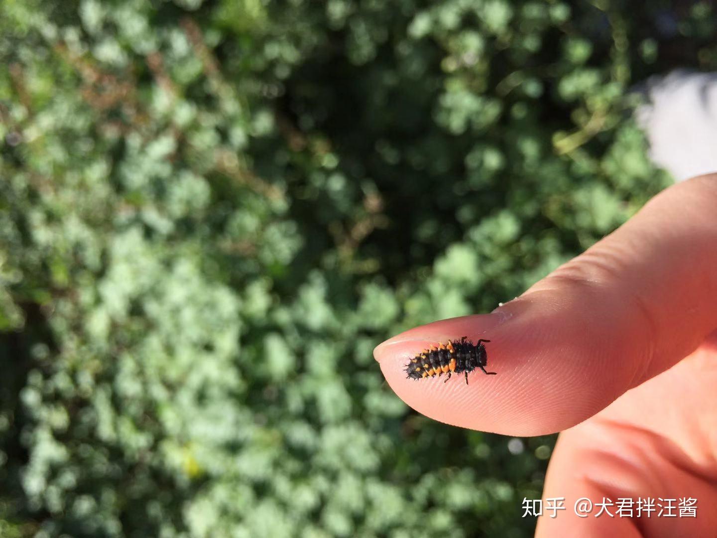 惊蛰：唯一以动物昆虫习性命名的节气-华东师范大学