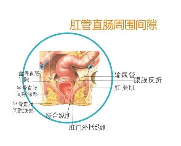 肛窦位置图图片