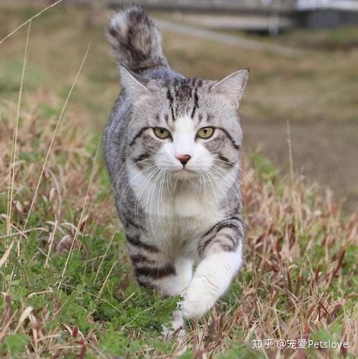 hana爱情的样子全网最霸气猫咪喵吉