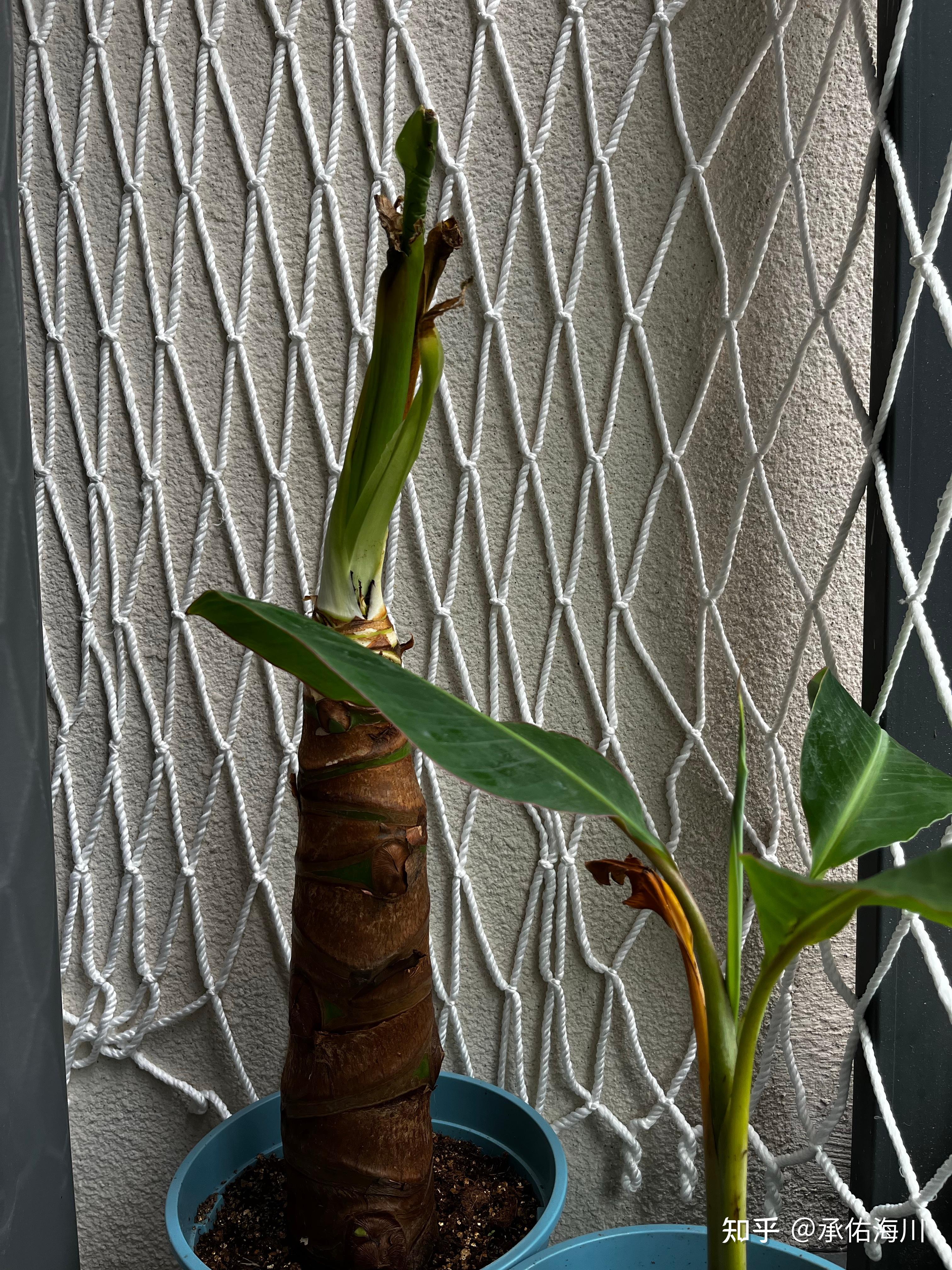 【男朋友和花】@霸王芋