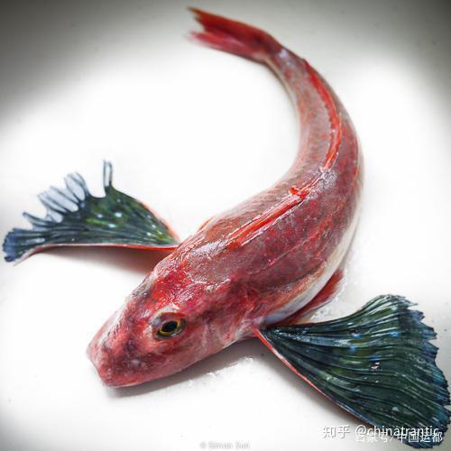 威海运都鲜推荐红头鱼