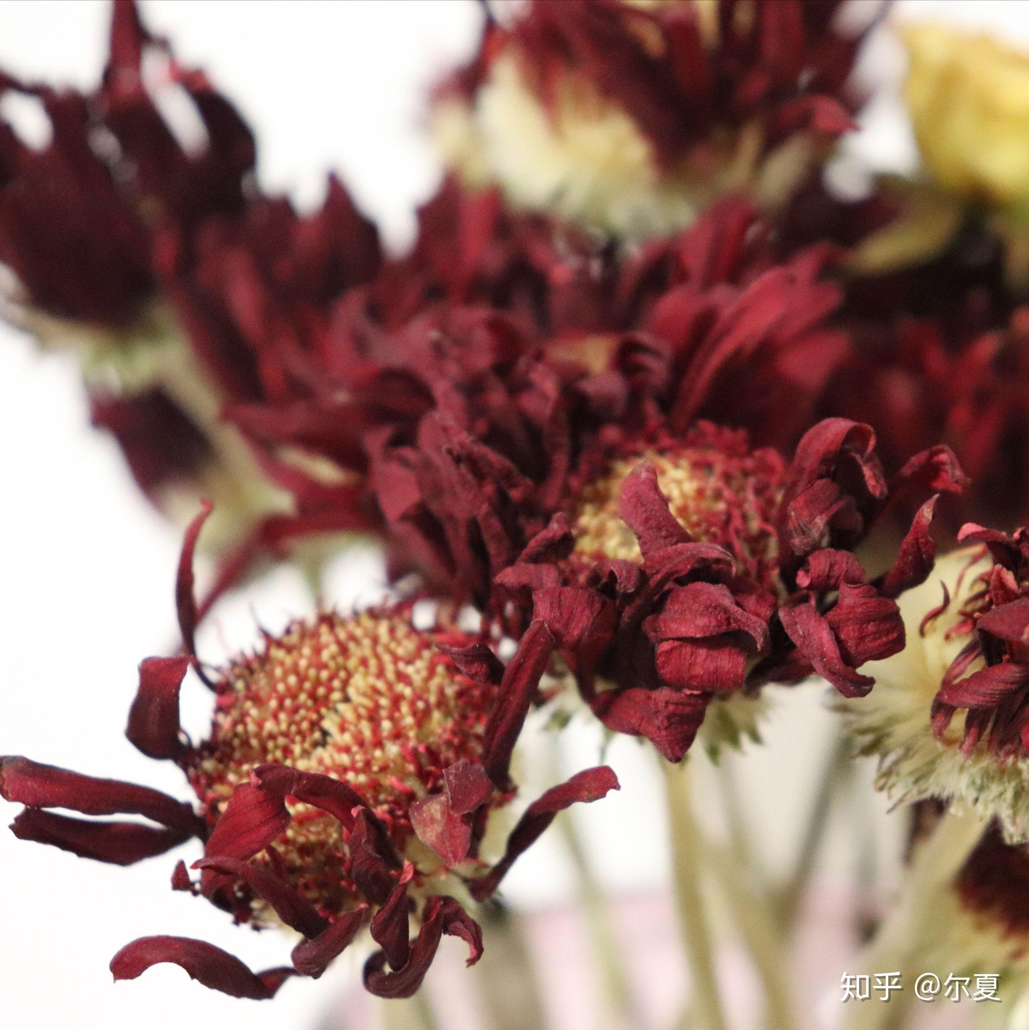 非洲菊干花怎么制作