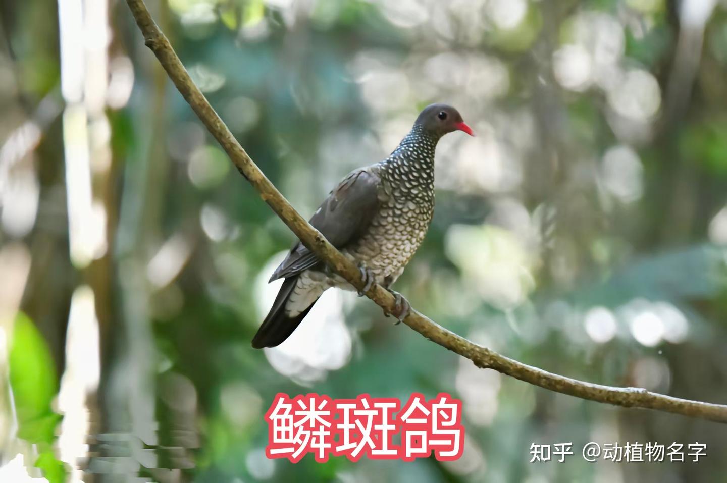 99图带你走进鸠鸽科鸟类的世界 - 知乎