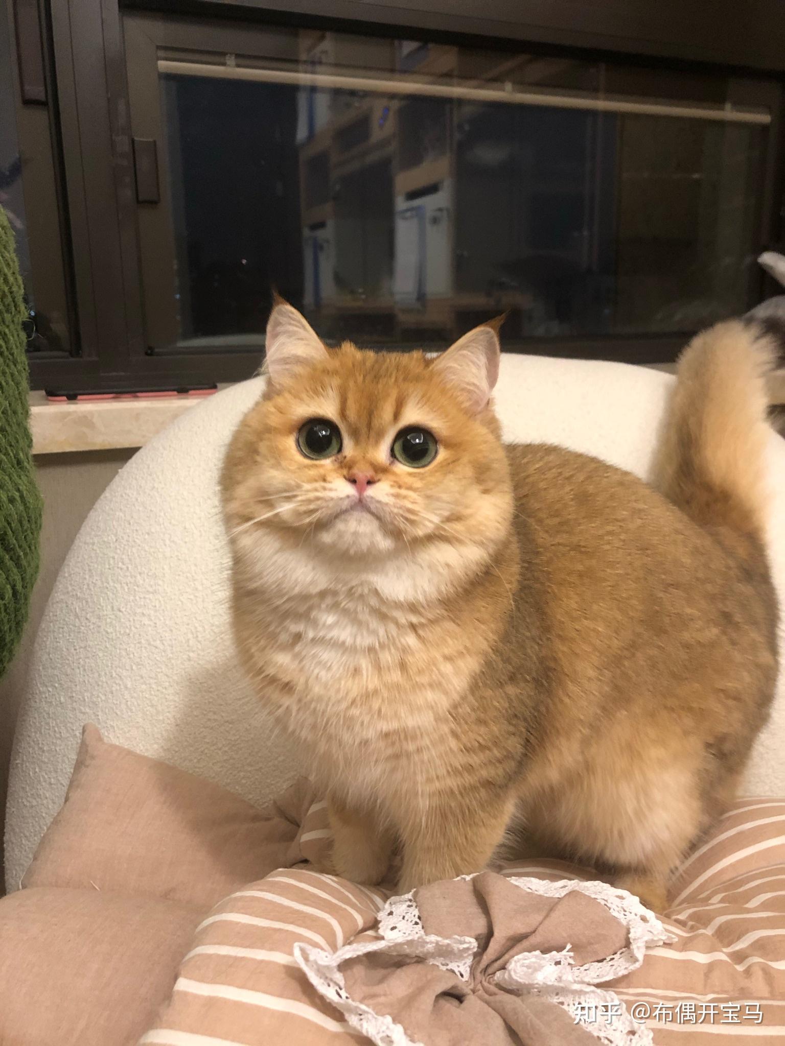 你们的金渐层都是多少钱买的