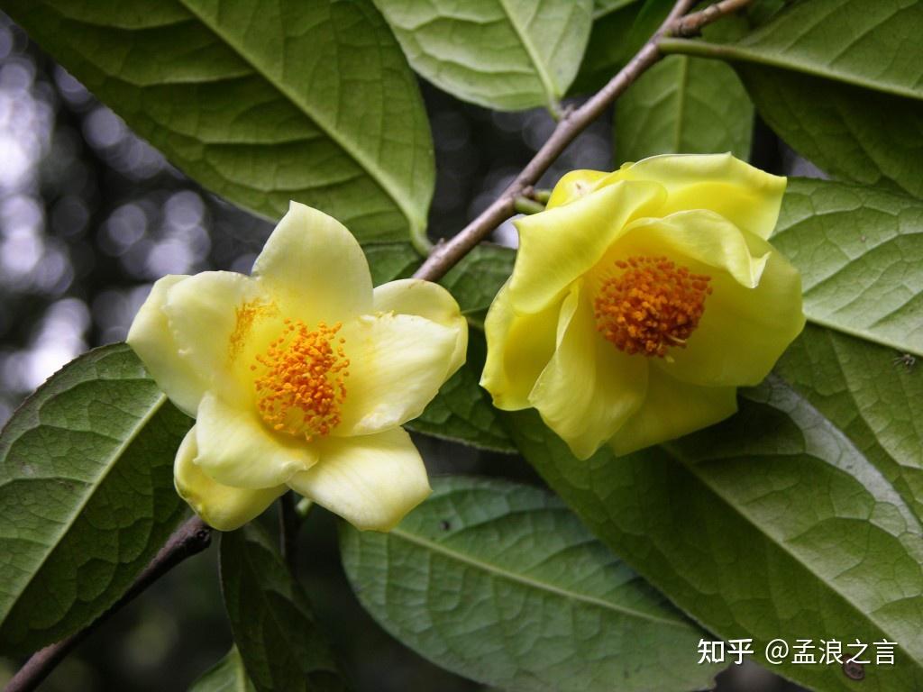 国家一级保护珍稀植物,享誉世界的茶族皇后:金花茶 - 知乎