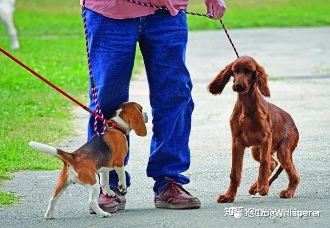 行为解析:怎样才能正确解读狗狗的情绪? - 知乎