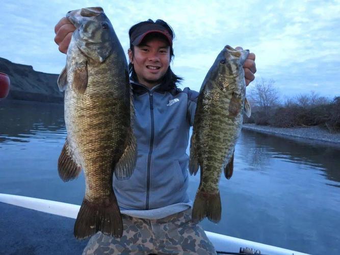 加州鲈鱼(大口黑鲈)