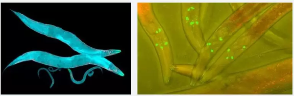 看不见的模式生物-秀丽隐杆线虫 - 知乎