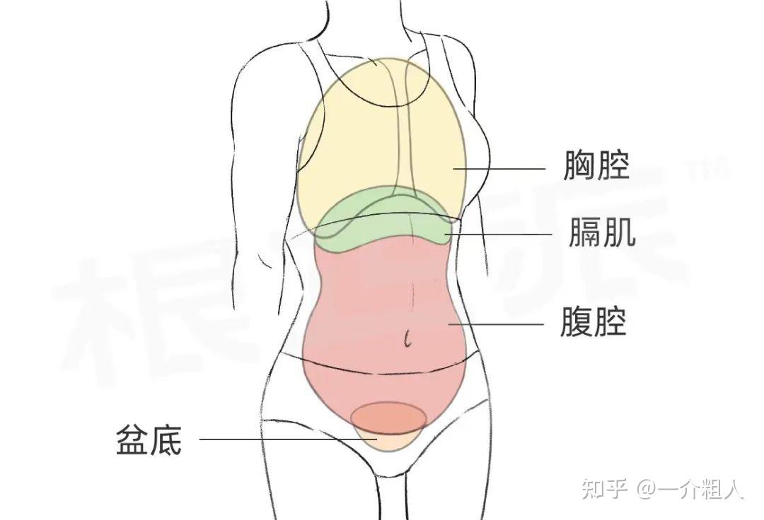 胸腹部位划分图图片