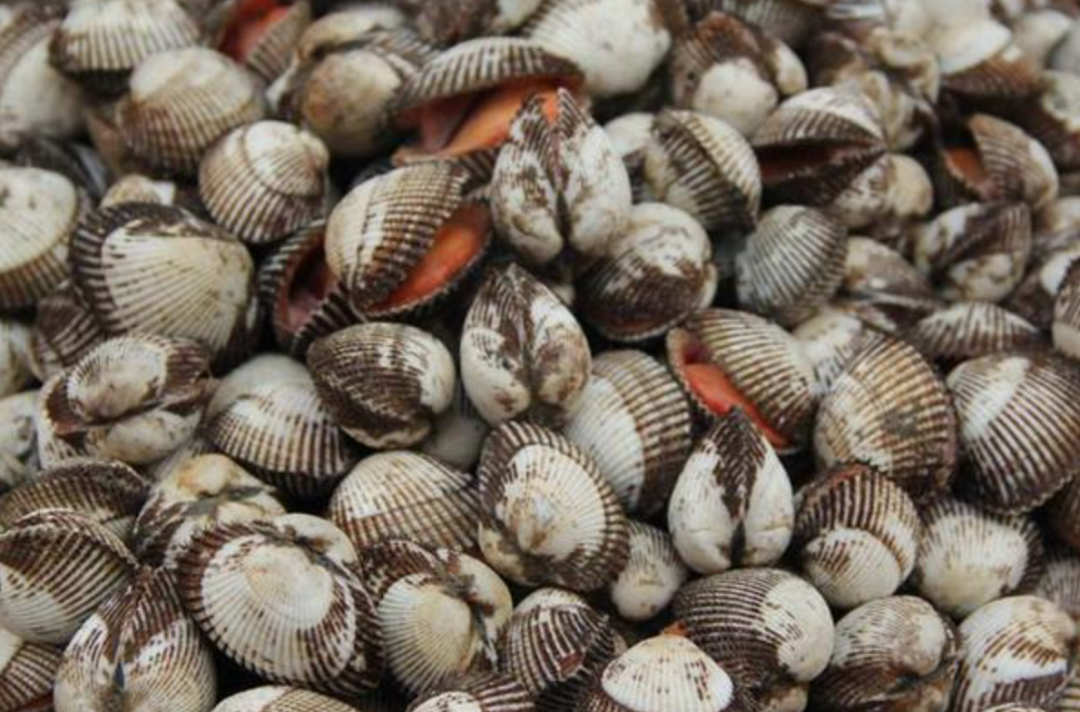 段时,意外发现了一条长20公里,深3米的"海鲜超级宝库"——毛蚶聚集带