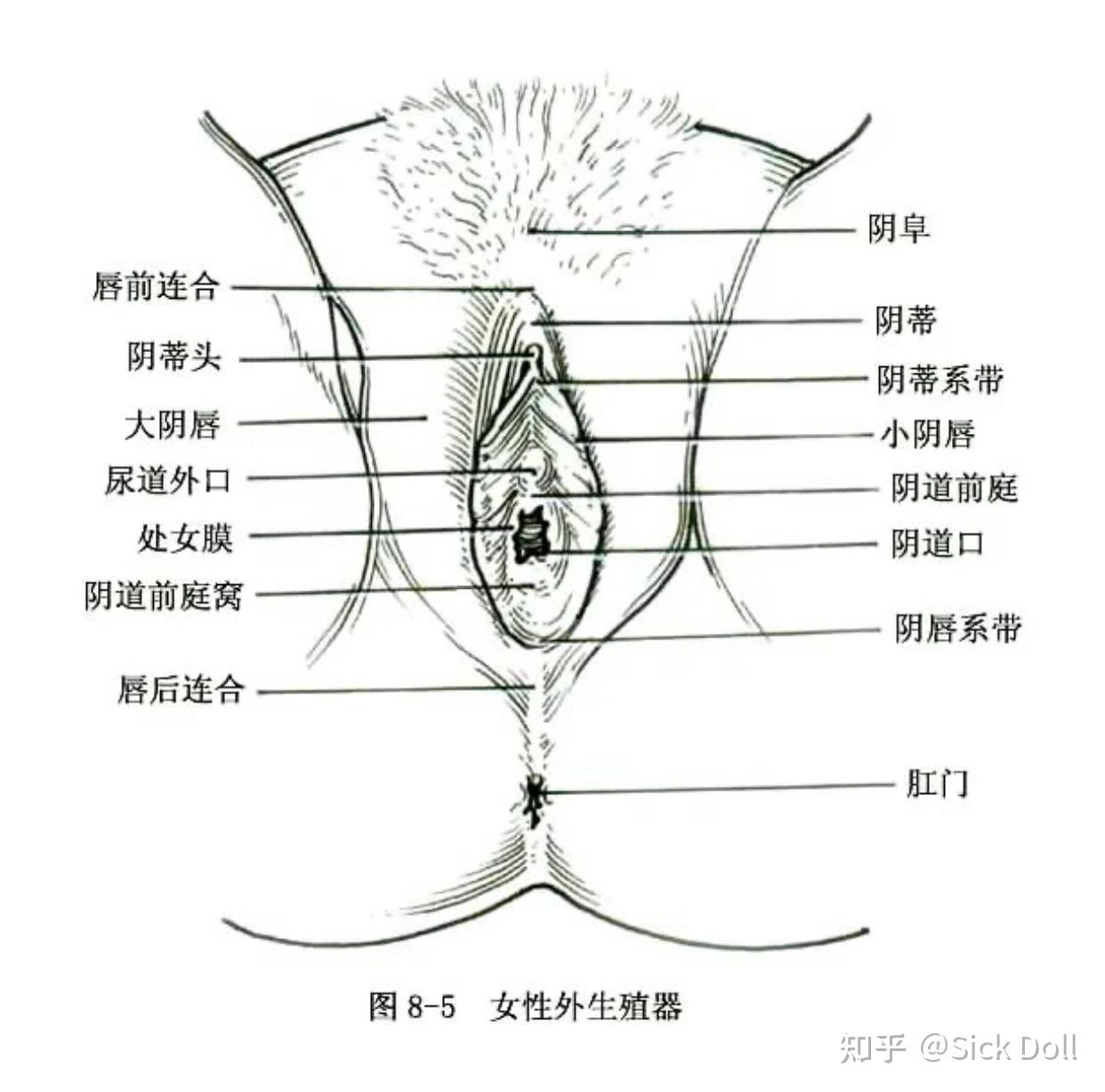 肛门长米粒图片图片