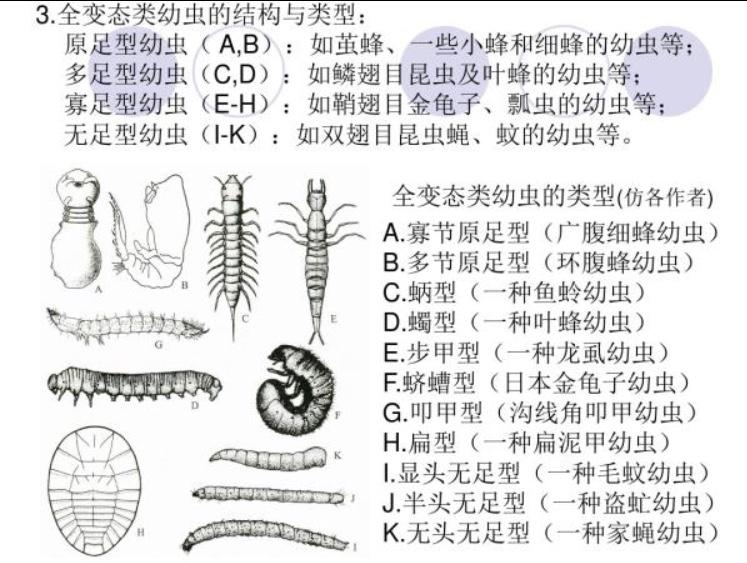 什么是变态发育 v2-02a90cb08c8950e20acc734d9fc9bc29_r.jpg
