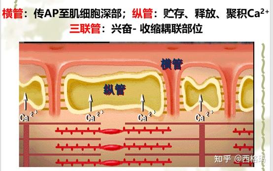 生理学专题（1-细胞的基本功能） - 知乎