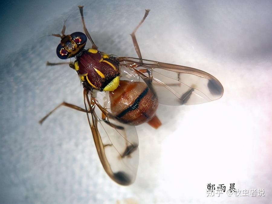 一地烂落果,种瓜变养虫,瓜实蝇到底该怎么防? 知乎 一地烂落果,种瓜变养虫,瓜实蝇到底该怎么防? 知乎