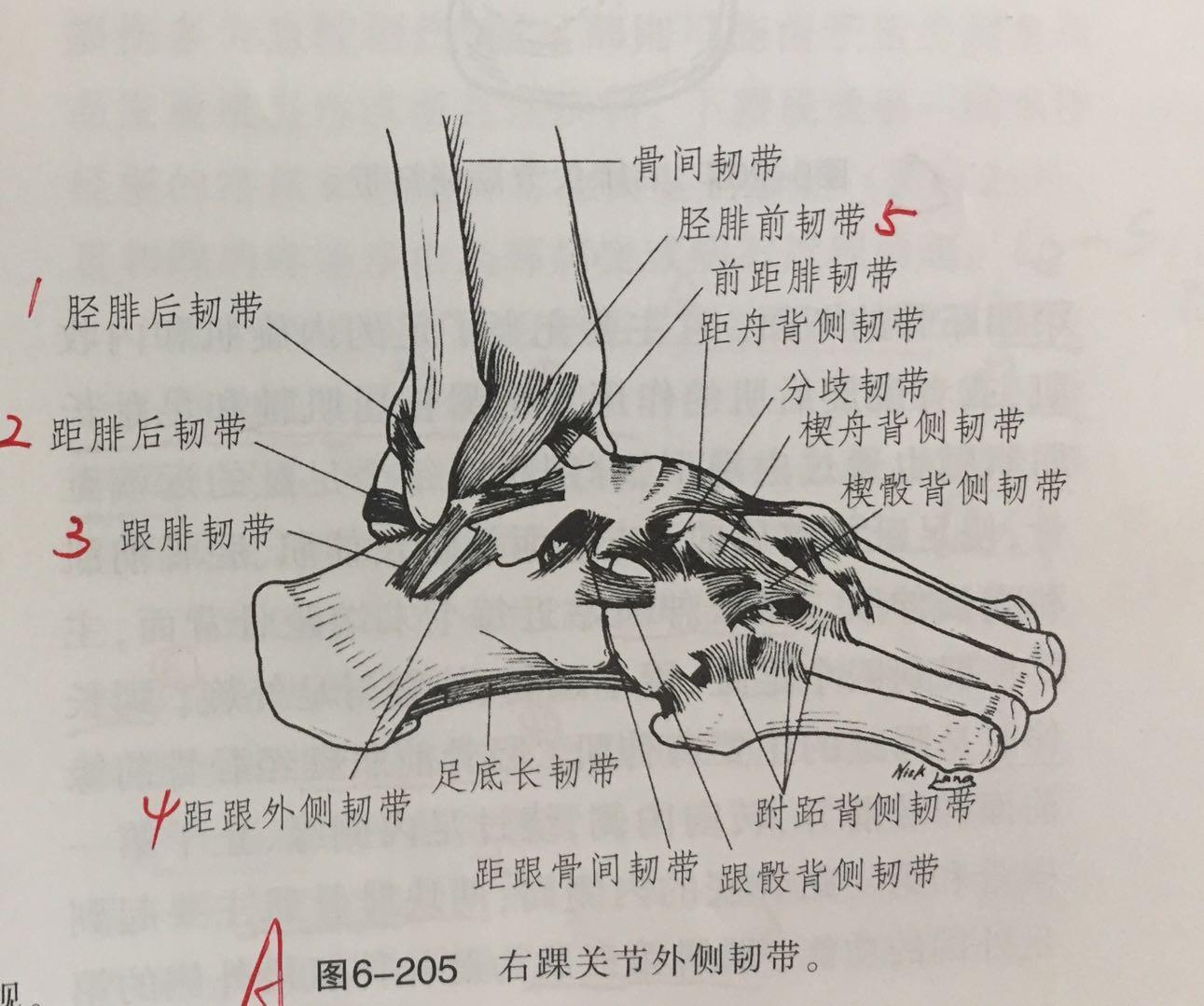 没科比的实力,确得了科比的伤病!