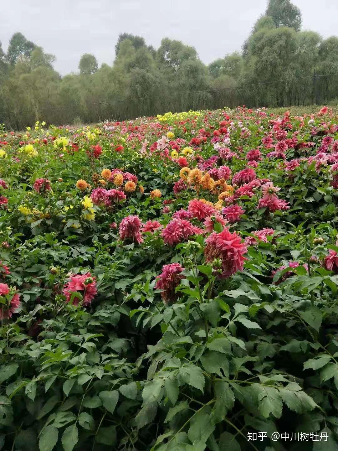 大丽花栽植管理
