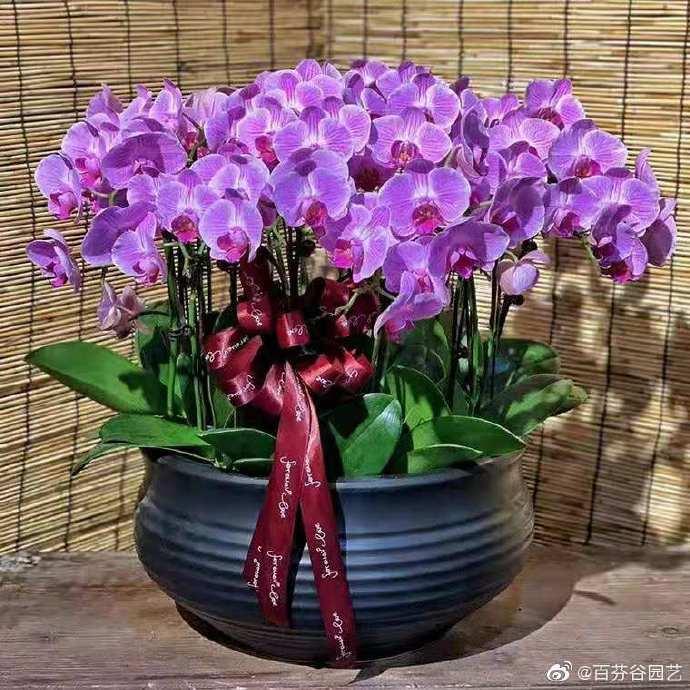 蘭花蝴蝶蘭英文 蘭花蝴蝶蘭英文