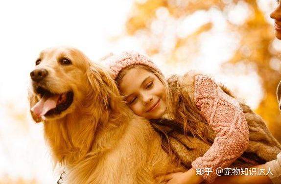 最佳陪伴犬排行榜第一名不是金毛