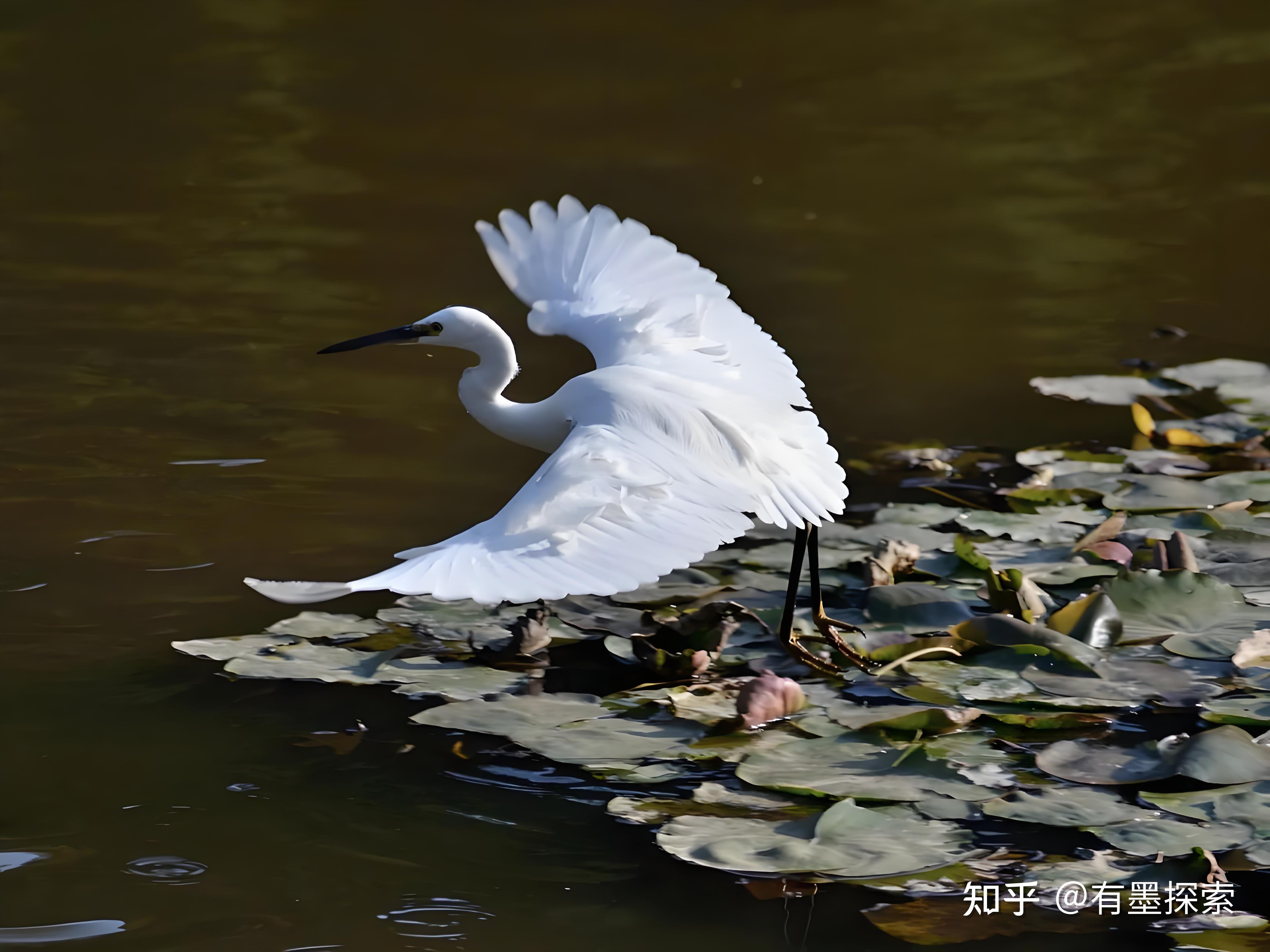 水中舞者白鹭:羽毛与捕食习性的独特交融