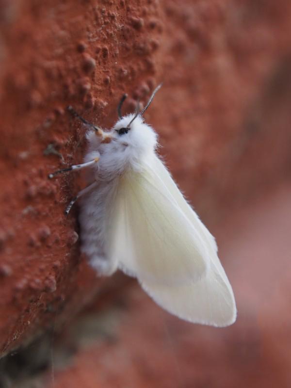 白色飞蛾种类图片