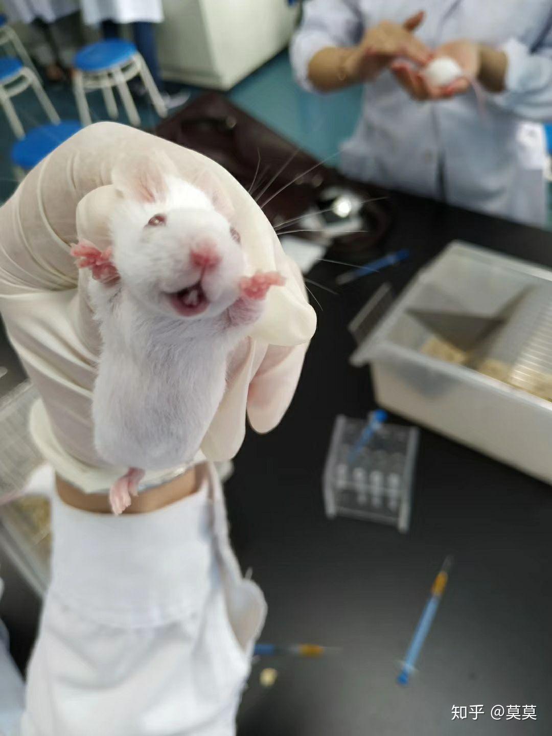 医学生们在做实验时有想过偷一只小白鼠回去养吗