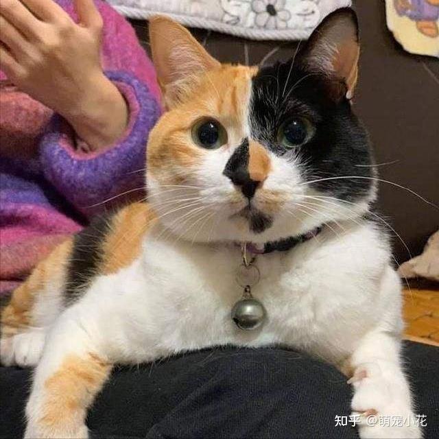 为什么三花猫的弃养率这么高原来是这5点很遭人嫌