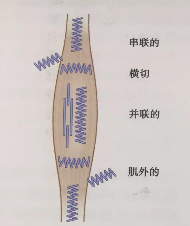 科學看武術談談區別西方肌肉訓練的傳武筋骨訓練體系三