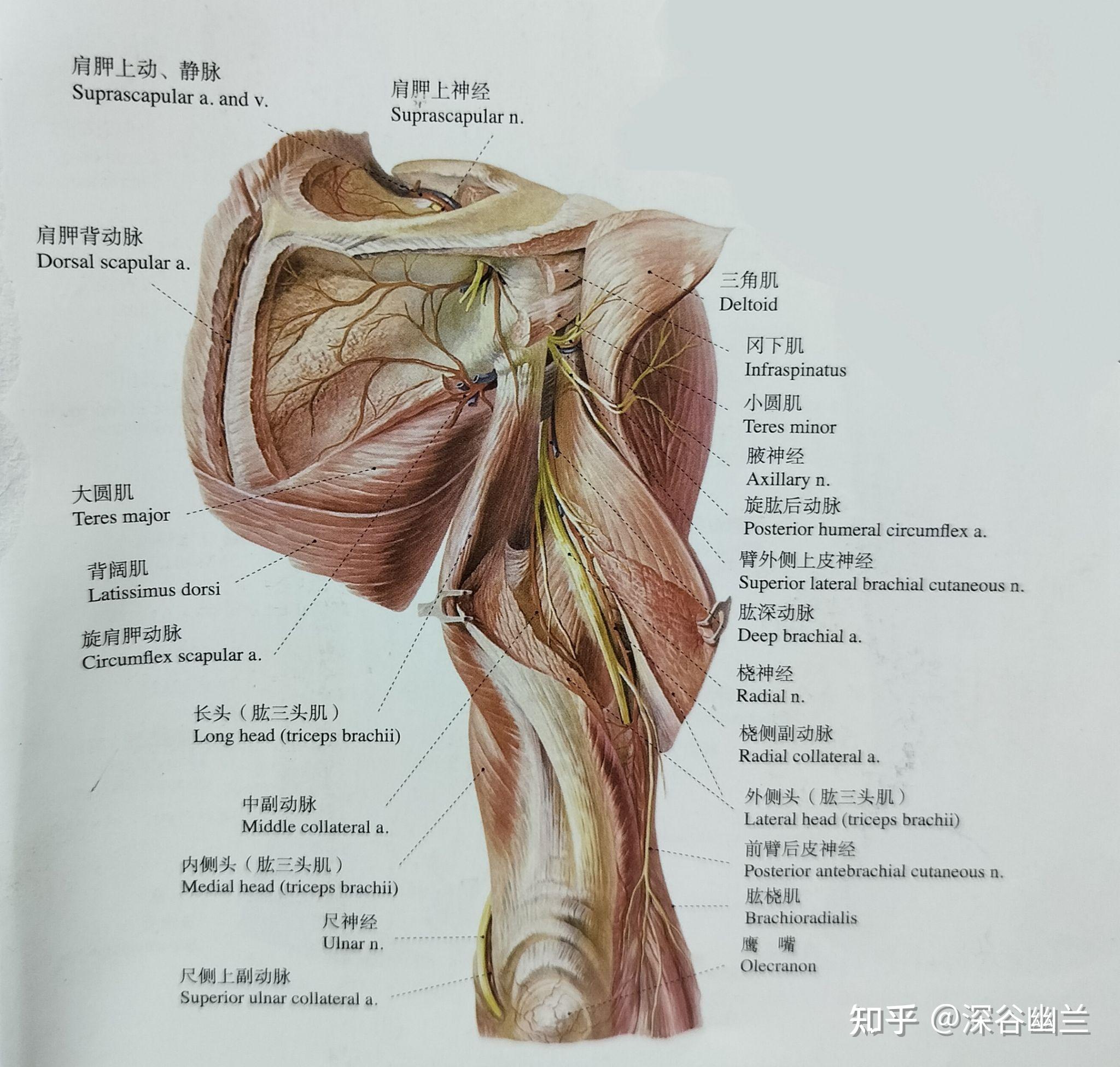 通过解剖肩髃穴处查病因