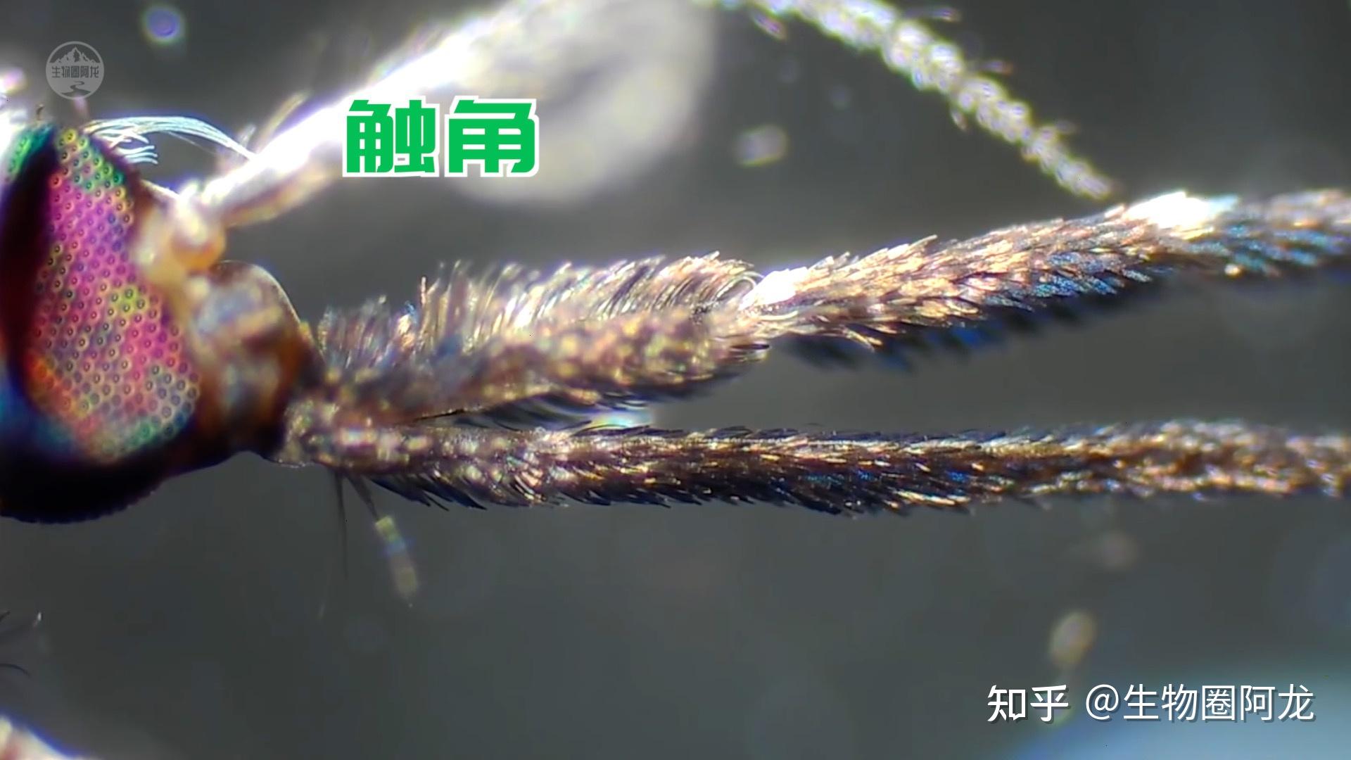 蚊子的触角还有经常出汗的人,因为汗液里含有大量乳酸,氨基酸和其它氨