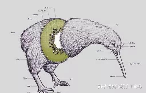 蠢萌的几维鸟 — 姚鸿明 知乎 