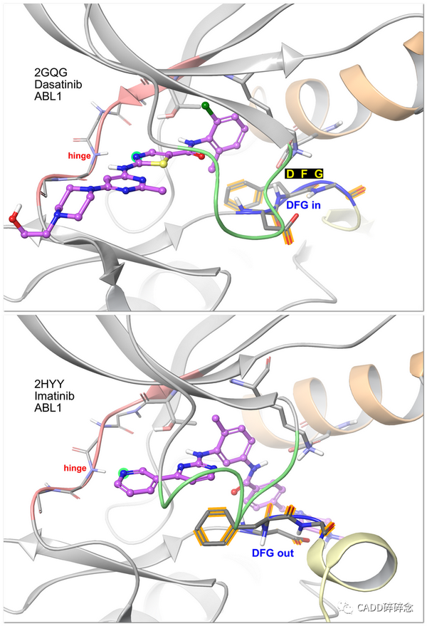 kinase结构特征及hingebinding 知乎