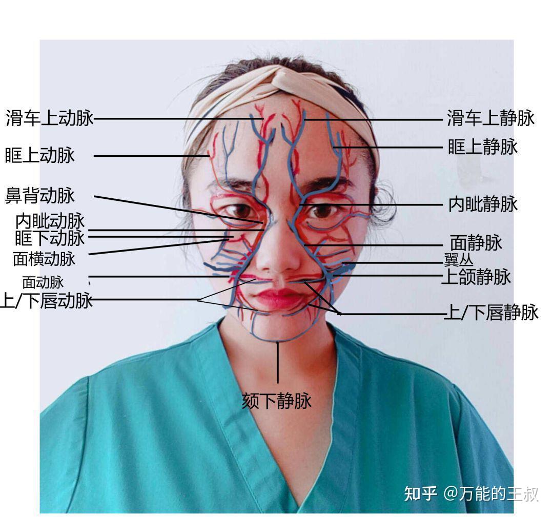 下颌后静脉图片