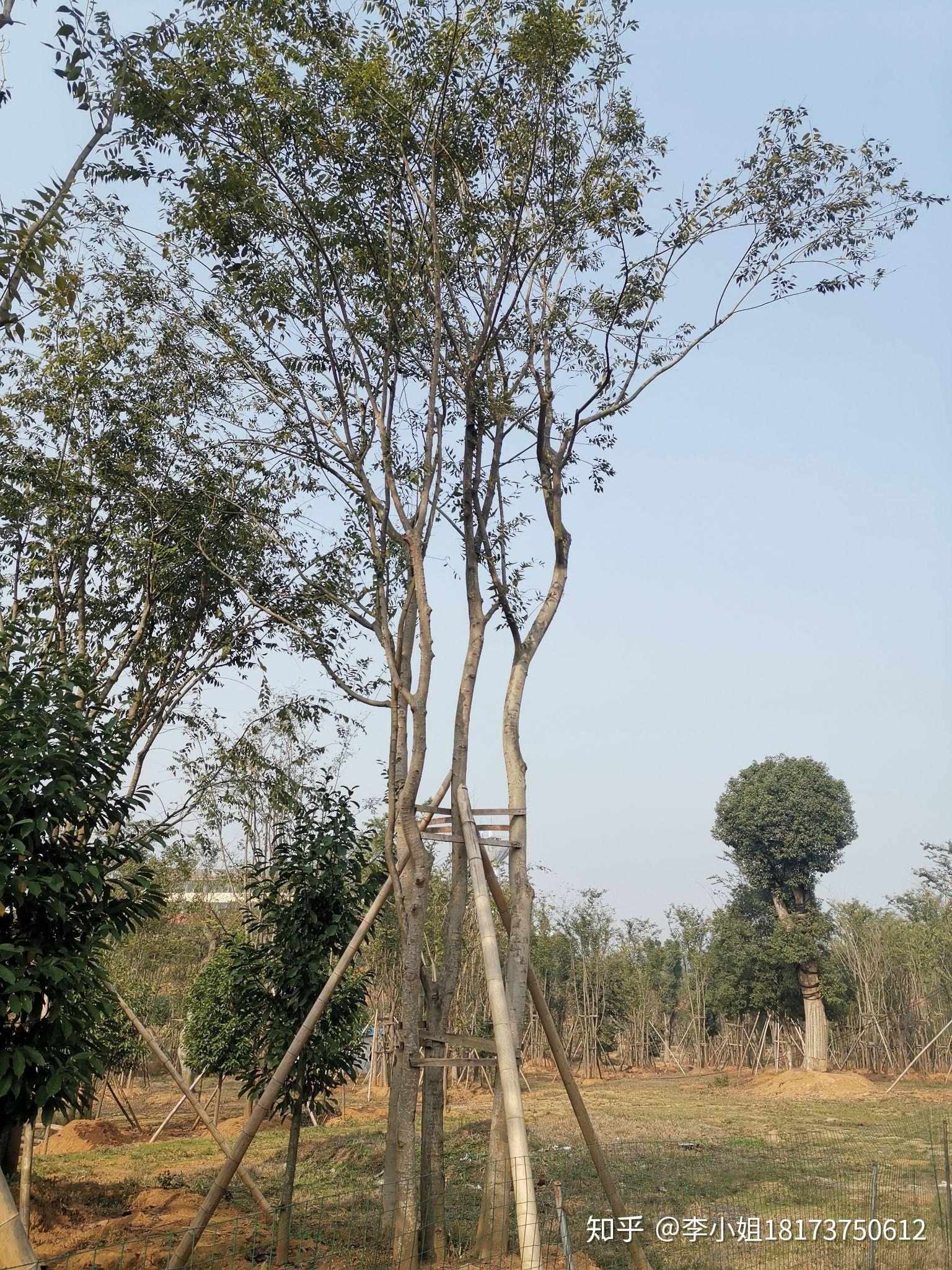丛生朴树多杆朴树多头朴树湖南益阳绿青苗木拼种的现货跟原生多杆有
